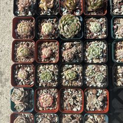 3 Inches Container Succulent $5 Each 