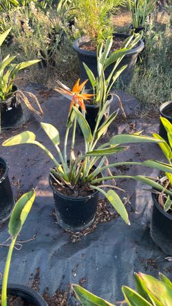 Birds of paradise