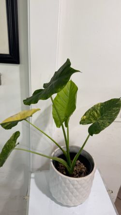 Variegated Alocasia Odora