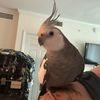 Gabe