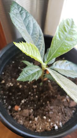 Nispero planta, loquat baby tree