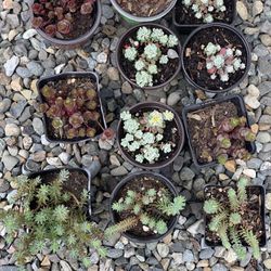 Variety Of Succulents $2 Per Container