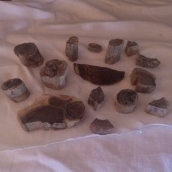 Septarian Nodules 