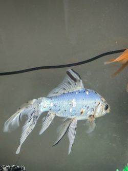 Gold fish for sale