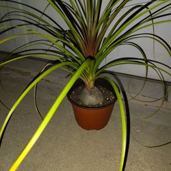 Ponytail Palm