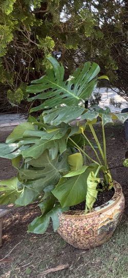 Huge monstera