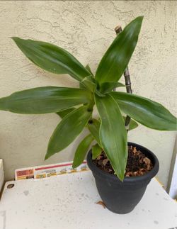 Callisia Fragrans family doctor plant