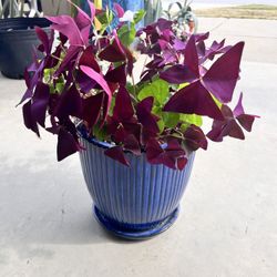 Potted Oxalis