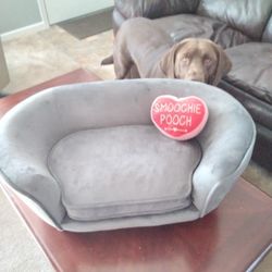 Suede Grey Couch For A Dog 25lbs Or Less