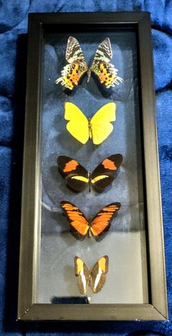 5 Real Butterfly Specimen in Glass Framed Enclosure