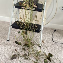 Mican philodendron vining plant