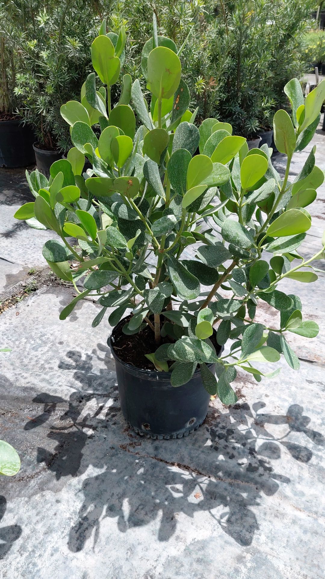 Clusia Plants – 7 Gallon Size (Ready for Instant Privacy)