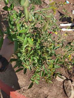 Tiny roses (not a full rose bush)