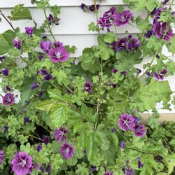 Zebra Malva Plants. Perennial Flowers.