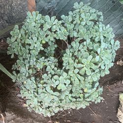 Planta