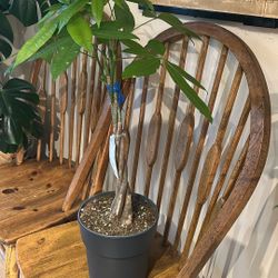Large Money Tree Plant