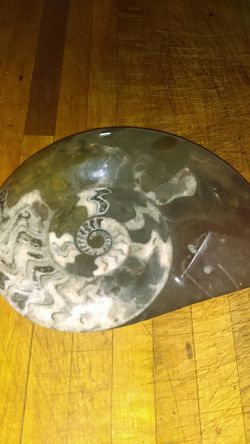 Black Ammonite fossile , approximately 4lbs .