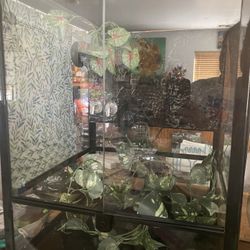 Terrarium 