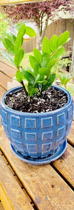 Live indoor ZZ house plant in a textured ceramic planter flower pot with base attached—firm price