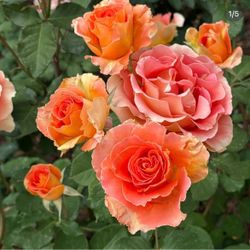 Live plant 2 gallons roses “Brass Band“