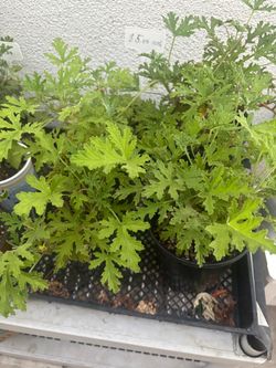 Citronella $5 Each ( Read description)