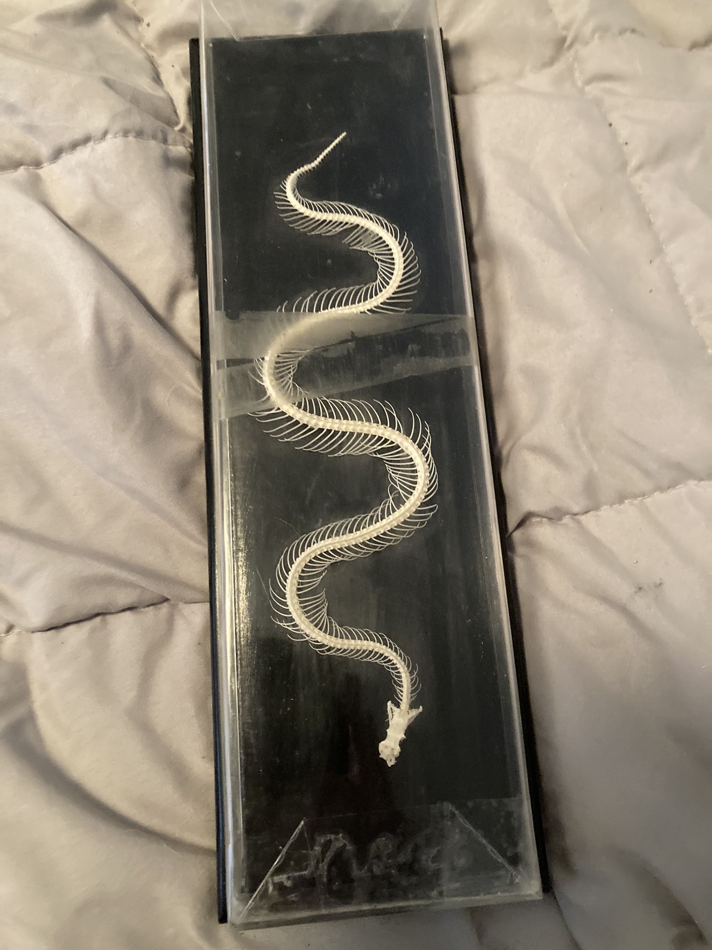 Snake Skeleton