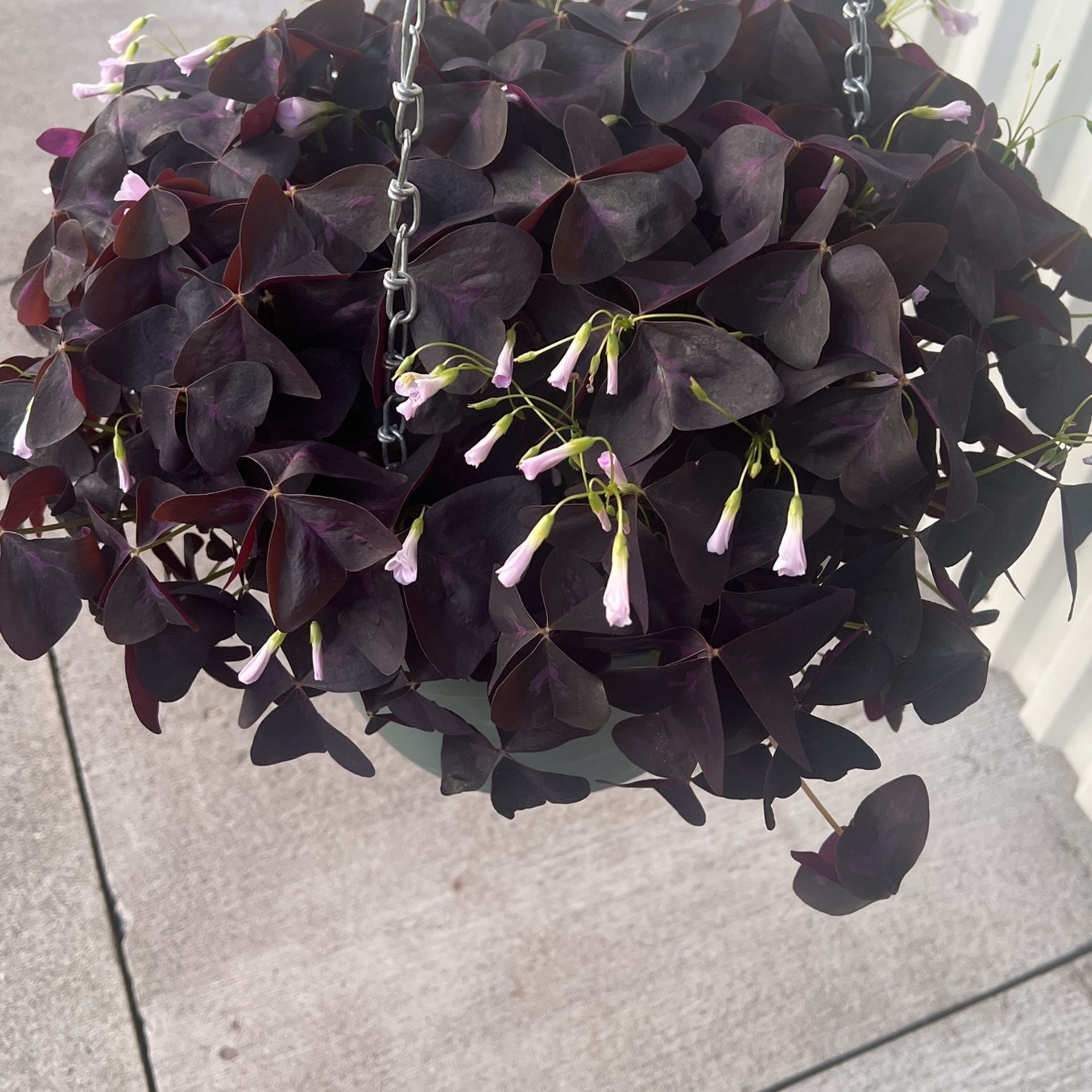 Red Oxalis
