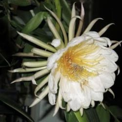 Epiphillum Marniera $10