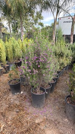 Texas Sage / Tejana