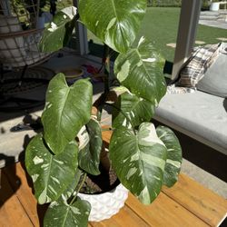 3’ Variegated White Knight Philodendron House Plant In White Pineapple Pot