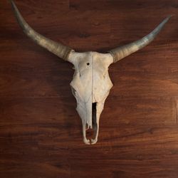 Bulls Skull Wall decor 