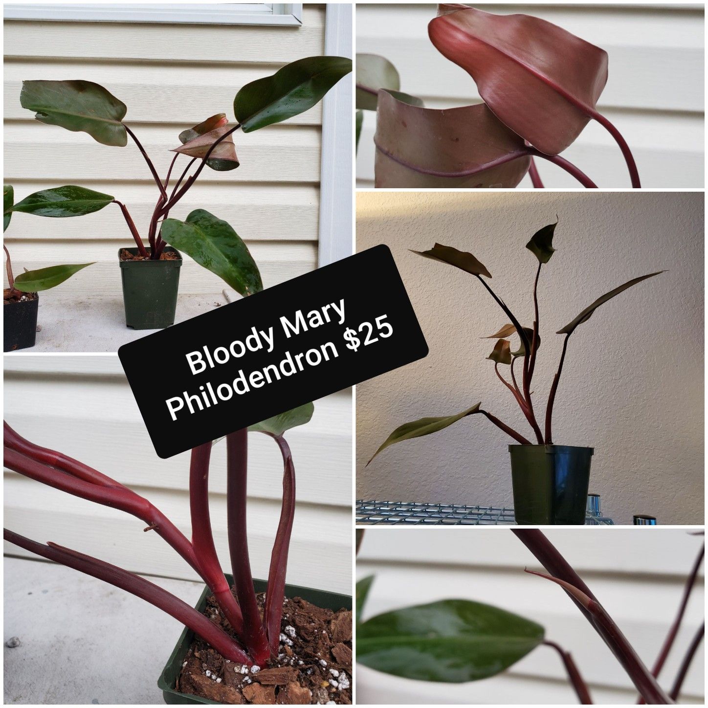'Bloody Mary' philodendron