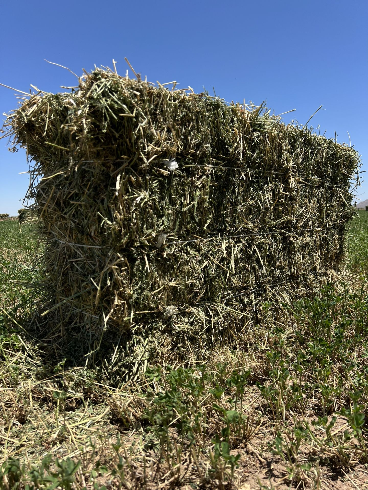HAY