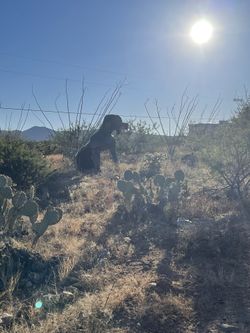 Desert dog