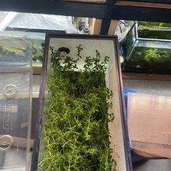 Bacopa Moneri Fish Tank Aquarium Live Plant 