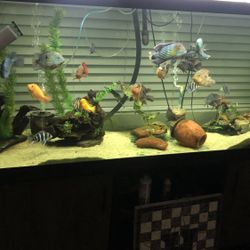 Fish Tank Aquarium