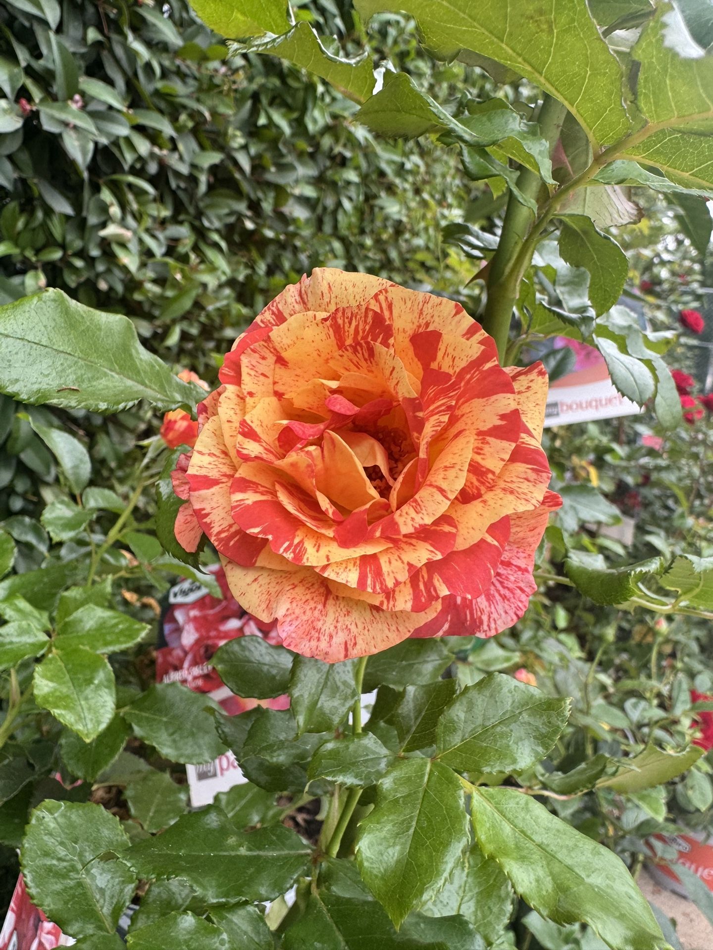 Alfred Sisley Orange Bicolor Rose 2G from Home Depot