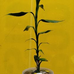 Lucky Bamboo 
