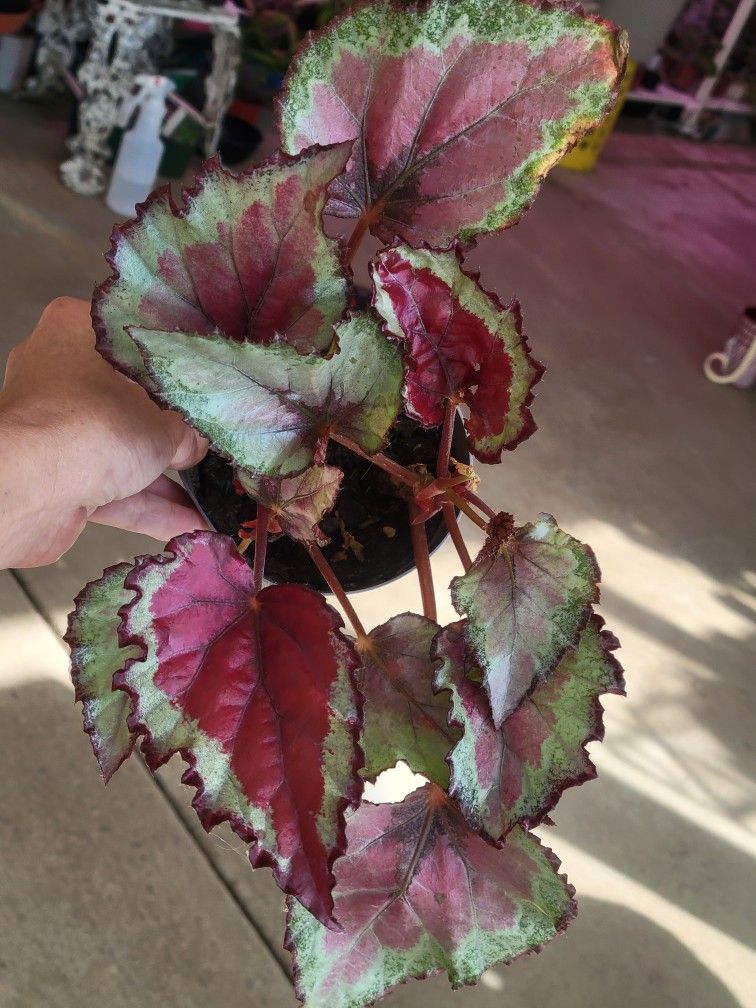 Beautiful Begonia Plant
