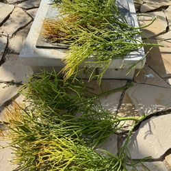 Plant Cuttings Sale