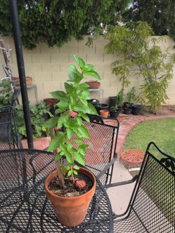 Basil plant