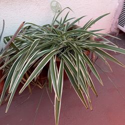 Large Spider Plant (Chlorophytum) – Full & Healthy 🌿