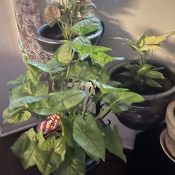 Las Plantas Tienen Diferentes Presios Pero Estan Muy Bonitas Me Urge Benderlas Xq Boy A Moverme