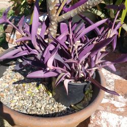 Purple Hearts Succulents