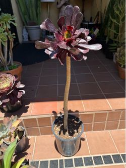 Tall Black Rose Succulent