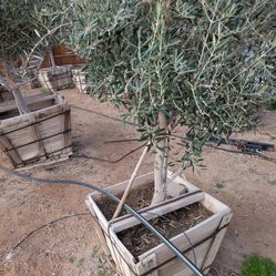 $650 Swan Hill Fruitless Olive 24" Wide Box 