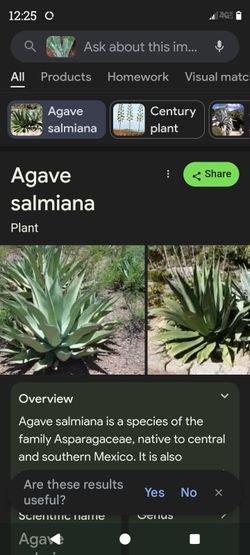 Agave Salmiana Plant