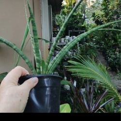 Sanseveria trifasciata House Plant Landscape Plant