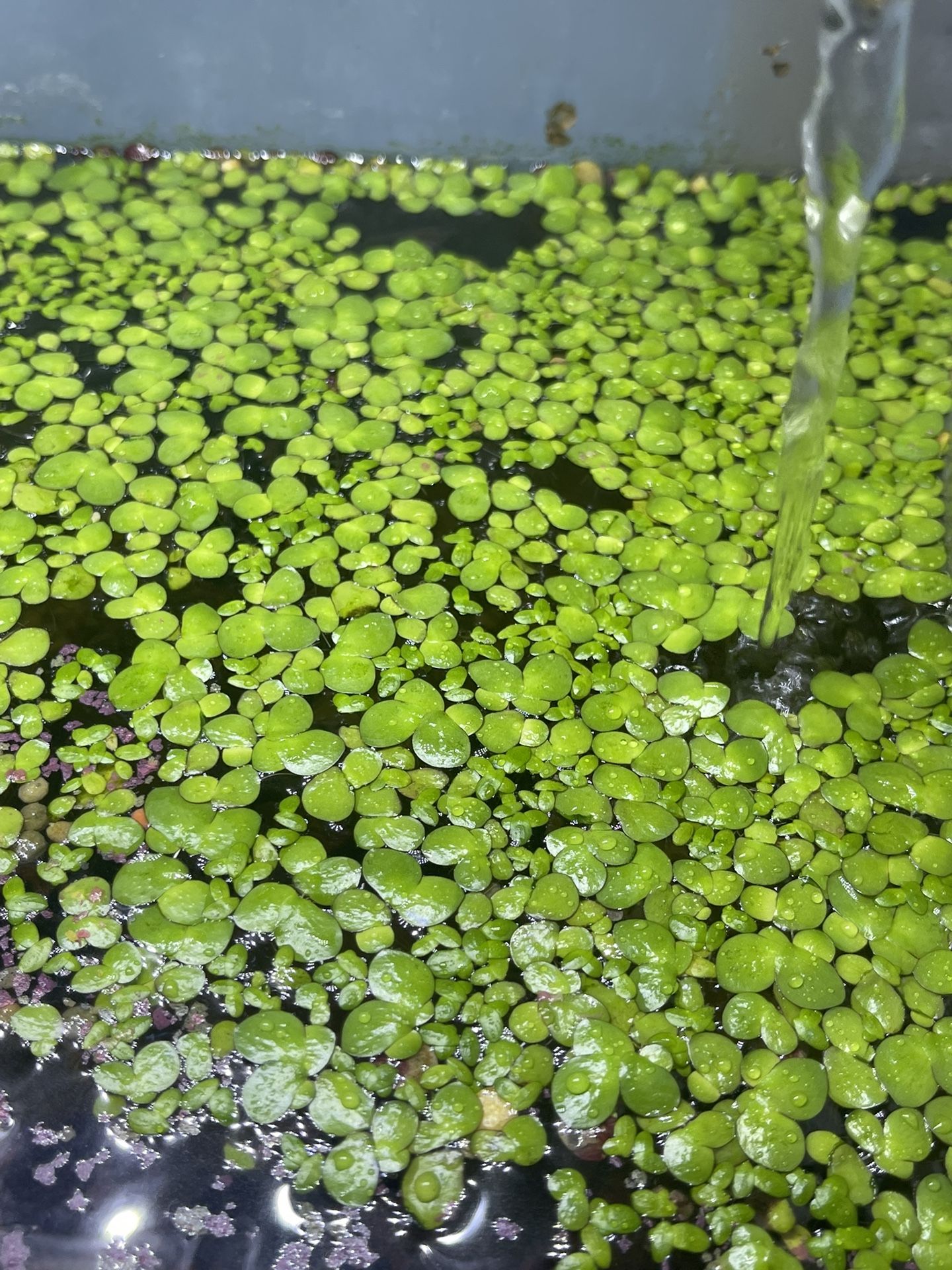 Duckweeds For Fish Tank 