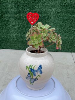❤️ Succulent Gift